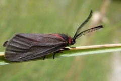 Aglaope infausta ; Aglaopé des haies (L'), Zygène des Epines (La)