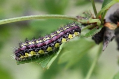 Aglaope infausta ; Aglaopé des haies (L'), Zygène des Épines (La)