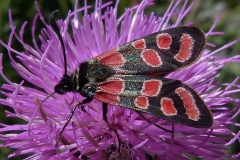 Zygaena carniolica ; Zygène du Sainfoin (La), Zygène de la Carniole (La)