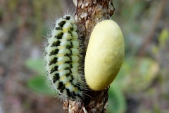 Zygaena carniolica ; Zygène du Sainfoin (La), Zygène de la Carniole (La)