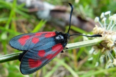 Zygaena loti ; Zygène du Lotier (La), la Zygène du Fer-à-Ch (La), Zygène de la Faucille (La), Zygène de l’Hippocrepis (La)