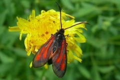 Zygaena osterodensis ; Zygène d'Ostérode (La), Zygène de la Jarosse (La), Zygène de l'Orobe (La)