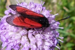 Zygaena purpuralis ; Zygène pourpre (La), Zygène du Serpolet (La) OU  Zygaena minos ; Zygène diaphane (La), Zygène des Boucages (La)
