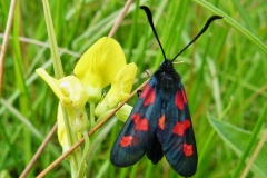 Zygaena trifolii ; Zygène des prés (La), Zygène des Cornettes (La)