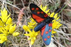 Zygaena transalpina, Zygène transalpine (La)