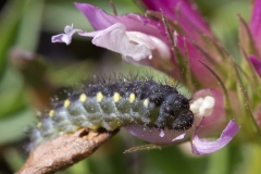 Zygaena exulans ; Zygène des sommets (La), Zygène des alpages (La)