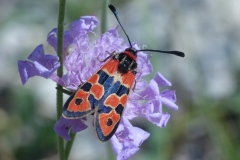 Zygaena fausta, Zygène de la Petite coronille (La)