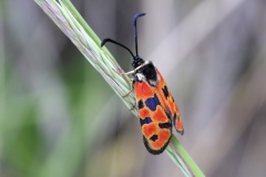 Zygaena hilaris ; Zygène de la Bugrane (La), Zygène hilare (La)