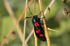 Zygaena lonicerae ; Zygène des bois (La), Zygène du Trèfle-de-montagne (La)