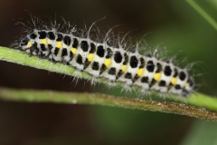 Zygaena lonicerae ; Zygène des bois (La), Zygène du Trèfle-de-montagne (La)