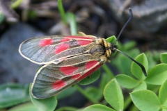 Zygaena exulans ; Zygène des sommets (La), Zygène des alpages (La)
