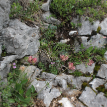 Anthyllis vulneraria subsp. rubriflora ; Anthyllide à fleurs rouges, Anthyllide hâtive, Anthyllis à fleurs rouges ; Vallon de la Fauge (Villard-de-Lans, 38), ©Photo Marie-France Muraz