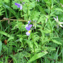 Viola tricolor ; Violette tricolore, Pensée sauvage, Pensée tricolore ; Vallon de la Fauge (Villard-de-Lans, 38), ©Photo Marie-France Muraz