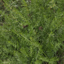 Dichoropetalum carvifolia ; Peucédan à feuilles de carvi, Holandrée à feuilles de carvi, Dichoropétale à feuilles de carvi, Corrençon-en-Vercors (38), ©Photo Alain Benard
