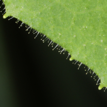 Hieracium lactucifolium, Épervière à feuilles de Laitue, Corrençon-en-Vercors (38), ©Photo Alain Benard
