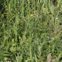 Valeriana officinalis var. tenuifolia ; Valériane à feuilles ténues, Valériane à feuilles étroites, Corrençon-en-Vercors (38), ©Photo Alain Benard