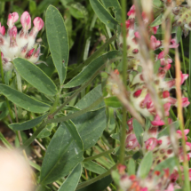 Anthyllis vulneraria subsp. rubriflora ; Anthyllide à fleurs rouges, Anthyllide hâtive, Anthyllis à fleurs rouges, Corrençon-en-Vercors (38), ©Photo Alain Benard