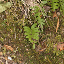 Polypodium vulgare ; Polypode commun, Réglisse des bois, Polypode vulgaire ; Charrat (Valais, Suisse), ©Photo Alain Benard