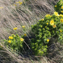 Adonis vernalis ; Adonis de printemps, Adonis printanier, Grand œil-de-boeuf, Œil-de-bœuf ; Charrat (Valais, Suisse), ©Photo Alain Benard