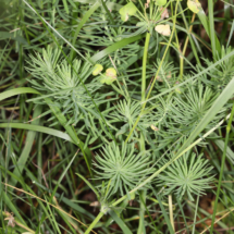 Euphorbia cyparissias ; Euphorbe petit-cyprès, Euphorbe faux cyprès, Petite ésule ; Bois des Fournets (Amancy, 74), ©Photo Alain Benard