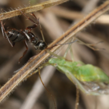 Une fourmi emmenant une sauterelle ; Bois des Fournets (Amancy, 74), ©Photo Alain Benard