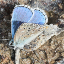 Mâle de Lysandra bellargus ; Azuré bleu-céleste (L'), Bel-Argus (Le), Argus bleu céleste (L') ; Bois des Fournets (Amancy, 74), ©Photo Alain Benard