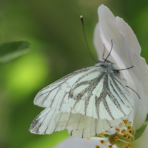 Mâle de Pieris napi ; Piéride du Navet (La), Papillon blanc veiné de vert (Le) ; Bois des Fournets (Amancy, 74), ©Photo Alain Benard