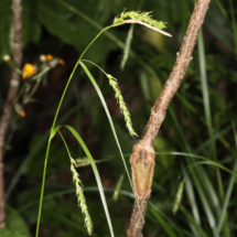 Carex sylvatica ; Laîche des bois ; Lac Bénit (Mont-Saxonnex, 74) ; ©Photo Alain Benard