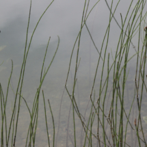 Equisetum fluviatile ; Prêle des eaux, Prêle des cours d'eau, Prêle des rivières, Prêle des bourbiers, Prêle des fanges ; Lac Bénit (Mont-Saxonnex, 74) ; ©Photo Alain Benard