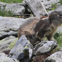 Marmota marmota ; Marmotte des Alpes, Marmotte ; Lac Blanc et Lac de Bellecombe depuis le Coëttet, Val-Cenis (73) ; ©Photo Alain Benard