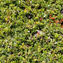 Photo prise hors Haute-Savoie ; Salix serpillifolia ; Saule à feuilles de serpolet ; Refuge du Pt Mt Cenis - Col de Sollières Val-Cenis (73) ; ©Photo Alain Millet