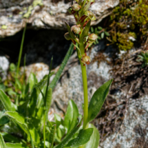 Photo prise hors Haute-Savoie ; Coeloglossum viride ; Coeloglosse vert, Orchis grenouille, Dactylorhize vert, Orchis vert ; Refuge du Pt Mt Cenis - Col de Sollières Val-Cenis (73) ; ©Photo Alain Benard