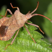 Coreus marginatus ; Corée marginée ; Les Gures (74), ©Photo Alain Benard