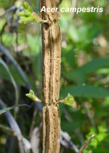 Acer campestris ; Érable champêtre, Acéraille ; ©Photo Murielle Chevalier-Suscillon