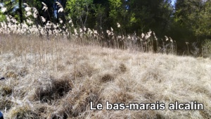 Bas-marais alcalin ; ©Photo Murielle Chevalier-Suscillon