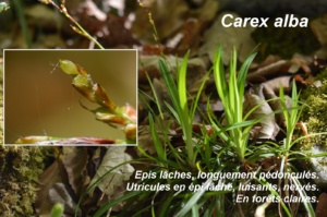 Carex alba ; Laiche blanche ; ©Photo Murielle Chevalier-Suscillon