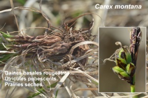 Carex montana ; Laîche des montagnes ; ©Photo Murielle Chevalier-Suscillon