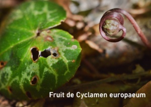 Cyclamen purpureum (= C. europaeum) ; Cyclamen d'Europe ; ©Photo Murielle Chevalier-Suscillon