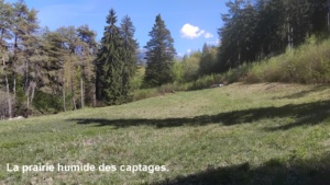 Prairie humide captages ; ©Photo Murielle Chevalier-Suscillon
