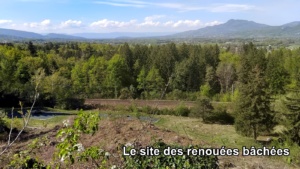 Site des renouées bâchées ; ©Photo Murielle Chevalier-Suscillon