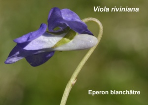 Viola riviniana ; Violette de Rivinus, Violette de Rivin ; ©Photo Murielle Chevalier-Suscillon