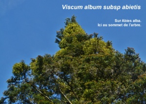 Viscum album subsp. abietis ; Gui du sapin, Gui des sapins ; ©Photo Murielle Chevalier-Suscillon