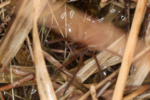 Dolomedes fimbriatus ; Dolomède des marais ; Amancy (74), Bois des Fournets ; ©Photo Alain Benard
