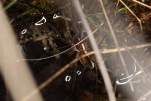 Dolomedes fimbriatus ; Dolomède des marais ; Amancy (74), Bois des Fournets ; ©Photo Alain Benard