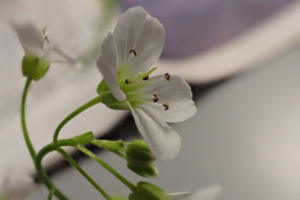 Cardamine amara ; Cardamine amère ; ©Photo Alain Benard
