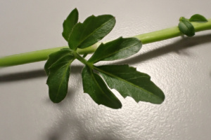Cardamine amara ; Cardamine amère ; ©Photo Alain Benard