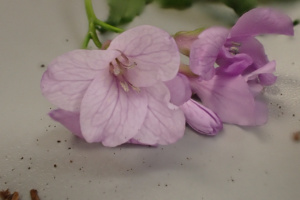 Cardamine heptaphylla ; Cardamine à sept folioles, Dentaire pennée ; ©Photo Alain Benard