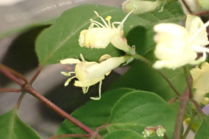 Lonicera xylosteum ; Chèvrefeuille des haies, Camérisier des haies, Chèvrefeuille camérisier, Camérisier à balais ; ©Photo Alain Benard
