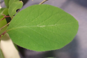 Lonicera xylosteum ; Chèvrefeuille des haies, Camérisier des haies, Chèvrefeuille camérisier, Camérisier à balais ; ©Photo Alain Benard