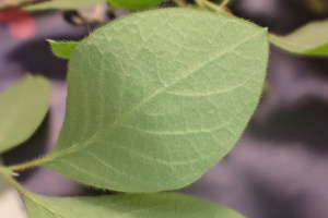 Lonicera xylosteum ; Chèvrefeuille des haies, Camérisier des haies, Chèvrefeuille camérisier, Camérisier à balais ; ©Photo Alain Benard